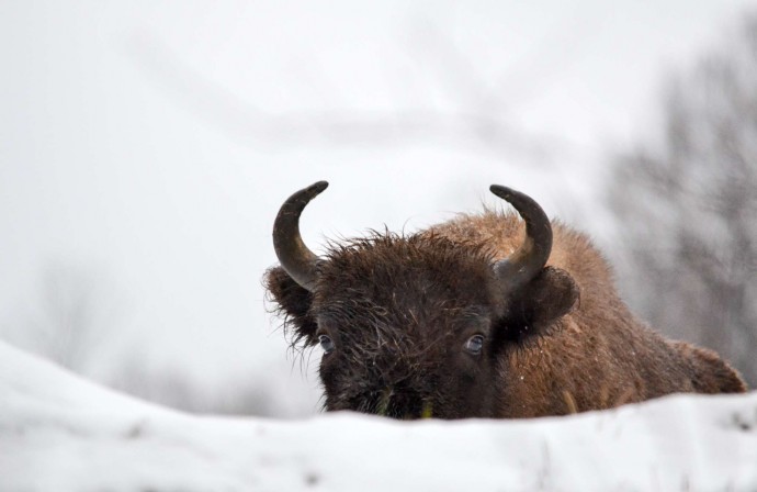 The winter season is a challenging time for the bison