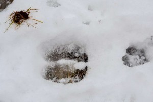 Bison and dog tracks