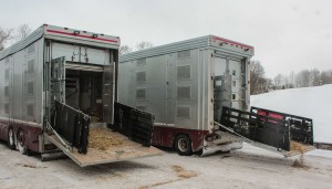 Trucks picking up the horses from Latvia