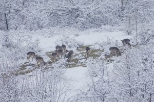 Fallow deer grazing in Chernoochene rewilding site near the town of Kardzhali, Bulgaria.