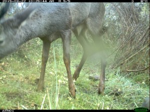 Visual confirmation of roe deer presence in the Faia Brava reserve, Western Iberia, Portugal.