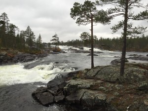 Rewilding Lapland in cooperation with the local association for the Pite River (Pite Älv Ekonomisk Förening) plans to restore a 9 km long part of the Pite River near the spectacular waterfalls of Trollforsen.