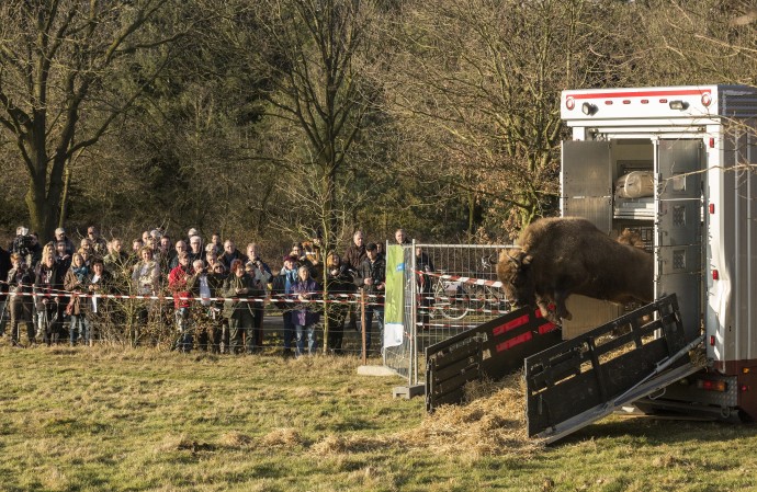 European bison release in the Maashorst nature reserve, The Netherlands.