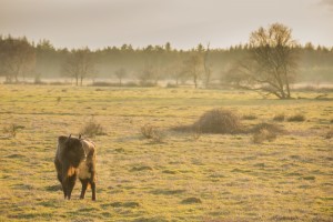 European bison in the 200 hectare large acclimatisation zone, Maashorst nature reserve, The Netherlands.