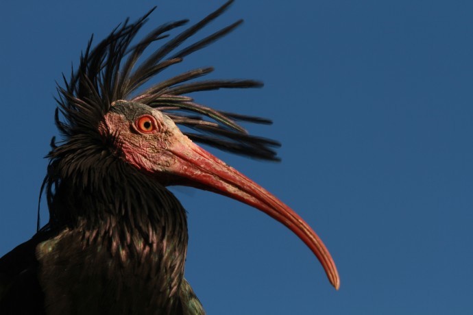 The Northern Bald Ibis (Geronticus eremita) is one of the most endangered migratory bird species worldwide, marked as critically endangered on the IUCN Red List of Threatened Species. 