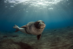 Greek islands Kalamos and Kastos are home to the endangered Mediterranean monk seal (Monachus monachus).