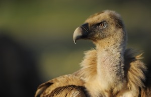 Griffon vulture, Gyps fulvus, Eastern Rhodopes, Rhodope Mountains rewilding landscape, Bulgaria.