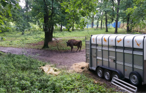 European bison arrived to the Hunedoara Bison Breeding Centre in Romania on 25 May 2016.