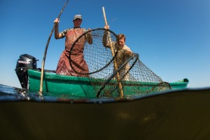 Traditional fishing, fisherman checking the fyke nets, Danube Delta rewilding landscape, Romania.