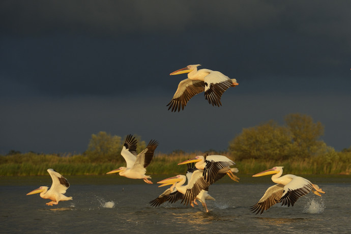 White pelicans, Pelecanus onocrotalus, Danube Delta rewilding area, Romania.