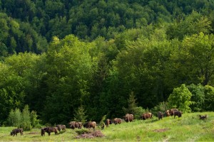 European bison grazing in the Țarcu Mountains, Southern Carpathians rewilding area, Romania.