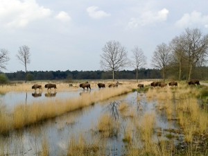 Bison grazing in the Maashorst nature reserve, province of Noord-Brabant, the Netherlands.