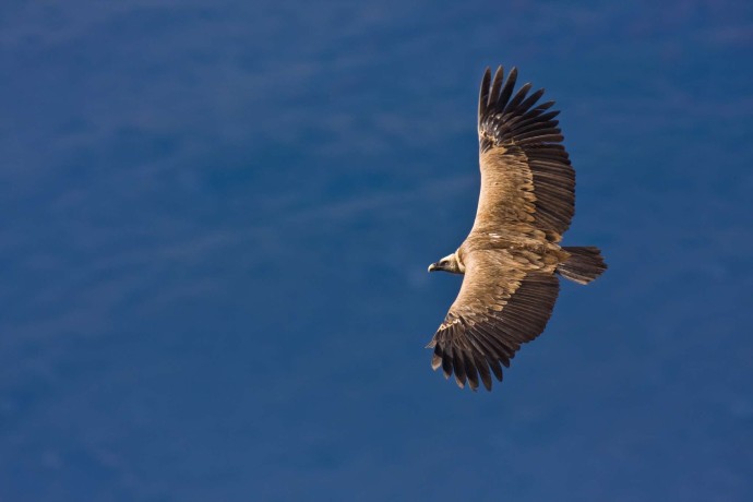A griffon vulture soars high in the sky on a thermal updraft. 