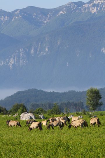 As part of Rewilding Europe's efforts in the Velebit Mountains of Croatia, semi-wild horses graze on the Lika Plains.