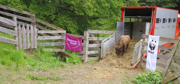 In April 2017, a new group of nine European bison safely arrived at Southern Carpathians rewilding area.
