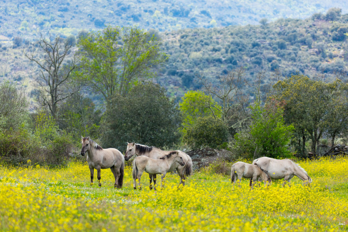 Free living Sorraia horses in Faia Brava nature reserve, Western Iberia rewilding area, Portugal.