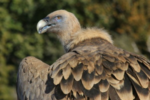 Griffon vulture (Gyps fulvus).