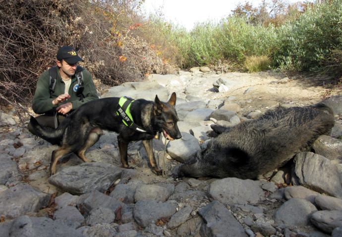 The first case of poisoned animal was a wild boar discovered this Sunday in Eastern Rhodopes, Bulgaria. The Anti-Poison Dog Unit established under LIFE Vultures project arrived to location and searched the surrounding area for poisoned bait.