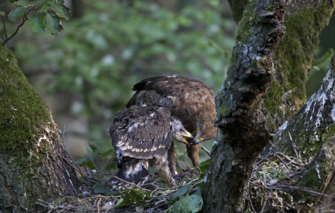 Adult lesser spotted eagle (Aquila pomarina) feeding its chick, Oder Delta rewilding area, Germany.