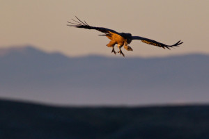 Griffon vulture in flight during sunset.