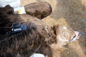Satellite transmitter and wing tag fitted on a black vulture in Greece.