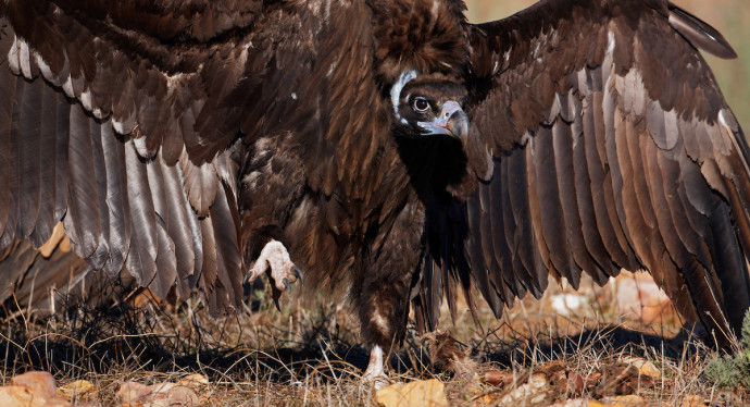 The LIFE Vultures project aims to equip 20 black vultures and a similar number of griffon vultures with satellite transmitters.