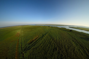 Large areas of mowed grassland in the Oder Delta rewilding area.