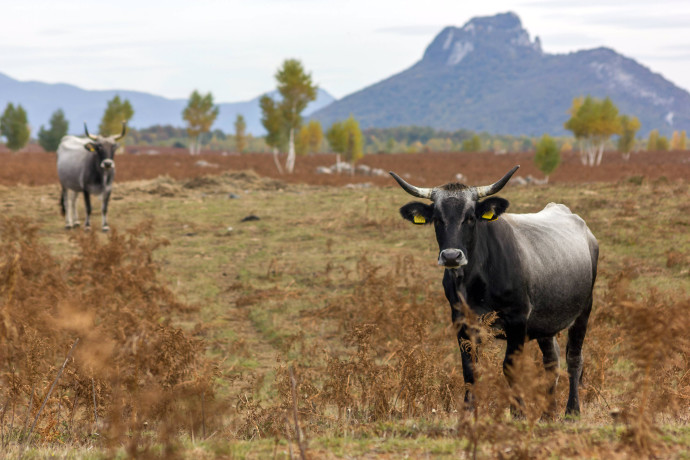 Large herbivores grazing in Lika Plains are already adapted to the harsh weather conditions of Velebit Mountains.
