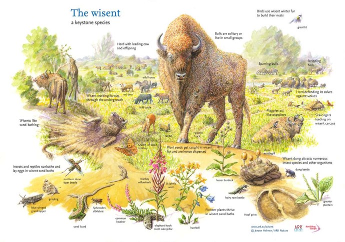 The bison’s grazing and browsing ability helps maintain a mosaic of forest areas and grasslands, creating more variation and structure in the landscape. Rewilding Europe is helping the bison come back, all across its former range.
