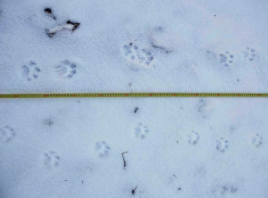 Snow tracks of the Eurasian lynx recorded this January in Czech Western Carpathians.