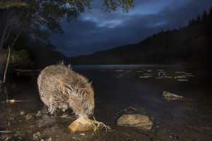 European beaver (Castor fiber) feeding at night, Knapdale Forest, Argyll, Scotland