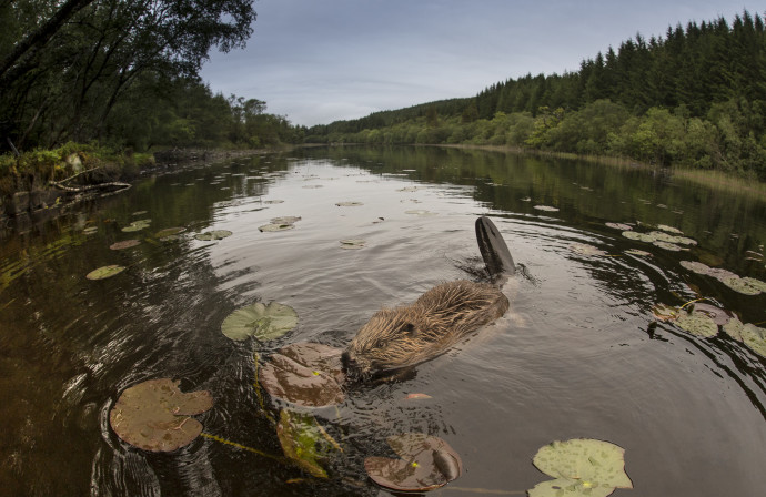 In 2016, beavers were given native species status after reintroduction to Scotland. 
