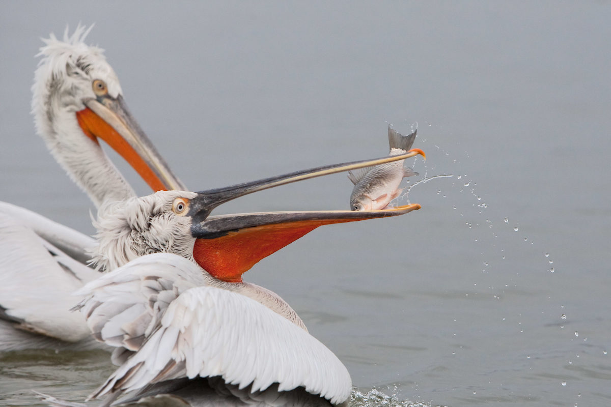 In winter, adult Dalmatian pelicans go from silvery-grey to a dingier brownish-grey cream colour.