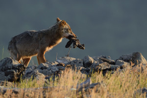 Eurasian grey wolf at a vulture watching site in the Madzharovo valley, Rhodope Mountains rewilding area, Bulgaria.
