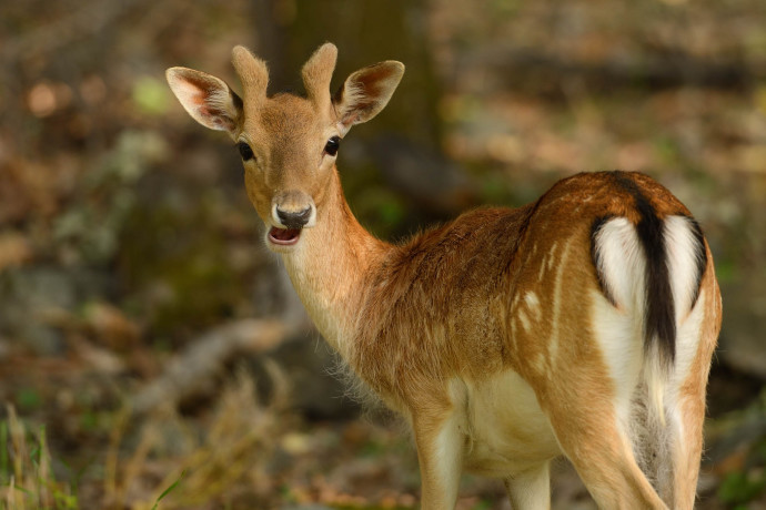 Deer releases made in February this year mark a further step in a series of successful reintroductions. In January 2016, 35 fallow deer were released at two priority rewilding sites in the Rhodope mountains, joining 88 others and their offspring that had been released over the previous three years.