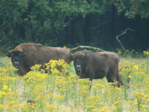 European bison in Veluwe National Park, the Netherlands.