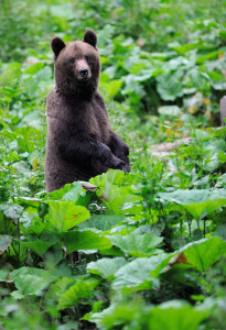 Bear watching and photography are the most common forms of non-consumptive bear use.