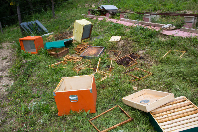 Beehives damaged by brown bear in Central Apennines rewilding area, Italy.