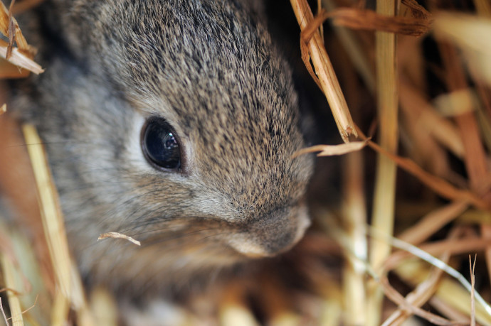 Tom Verhoeve's research revealed that European rabbit populations in Western Iberia haven't changed significantly over time. However, more work is needed to boost rabbit numbers.