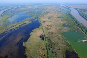 The reflooding of Ermakov Island, located in the Ukrainian part of the Danube Delta rewilding area, has seen it become a rich feeding, breeding and spawning ground for fish, flora and fauna. 
