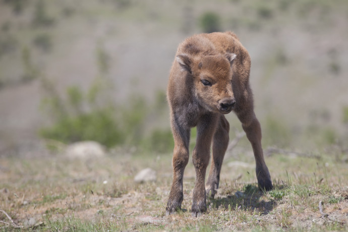 On April 30, 2017, a new baby bison was born in Rhodope Mountains rewilding area in Bulgaria.