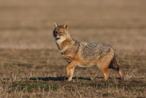 The golden jackal has been sighted in Estonia, Germany, Denmark and the Netherlands.
