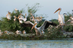 White pelicans gather in the aquatic Somova-Parches complex in the upper Danube Delta rewilding area.
