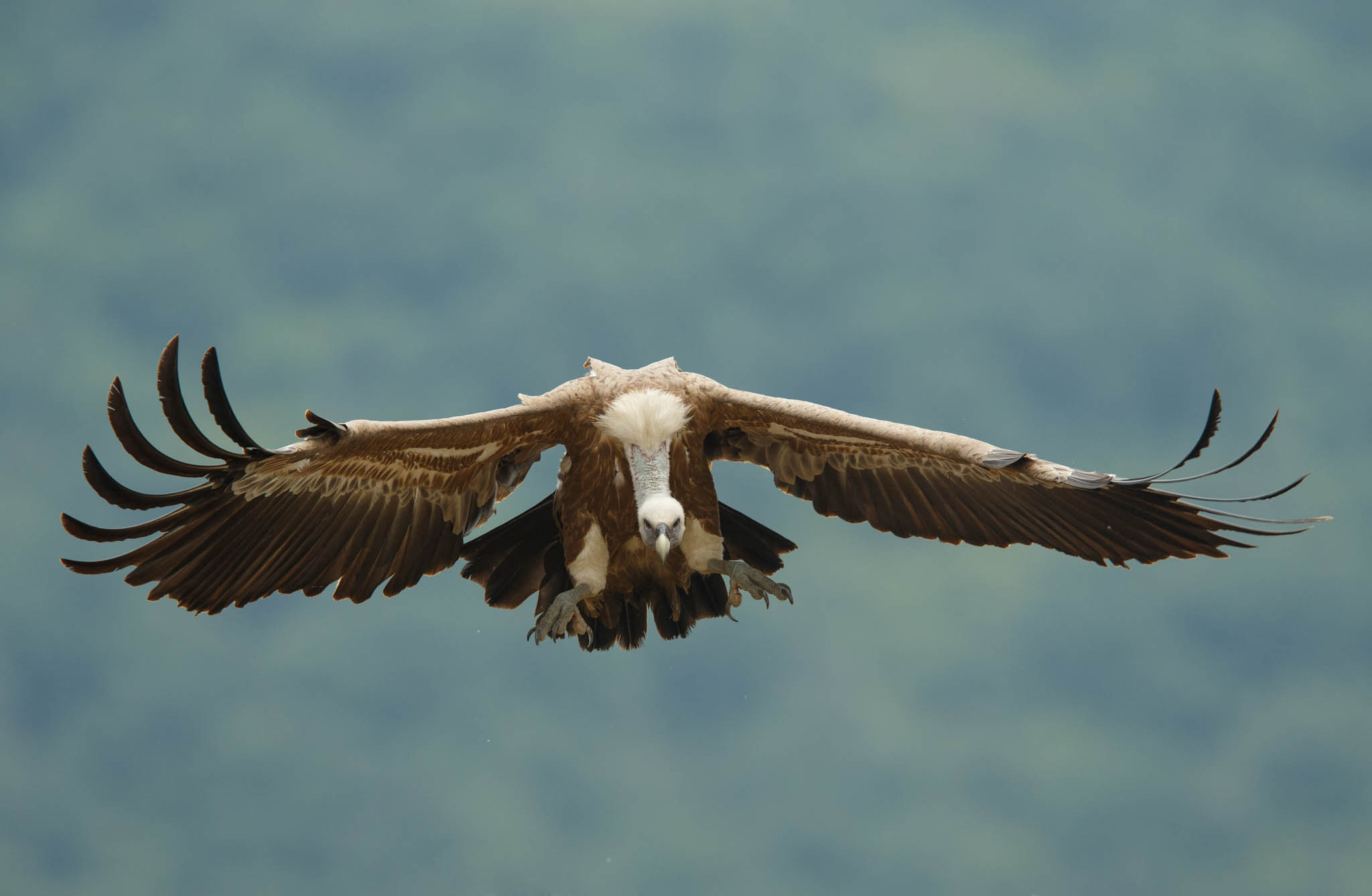 The number of griffon vulture pairs in the Rhodope Mountains rewilding area in Bulgaria has now reached 95.