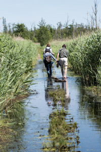 Hiking in Anklam wetlands on the German side of the Oder Delta rewilding area.