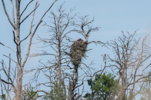 White-tailed eagle nest spotted in the Oder Delta lagoon. 