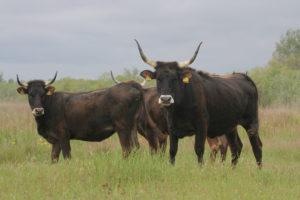 In partnership with three local livestock breeders, Rewilding Europe began a breeding programme for Tauros near Sfântu Gheorghe in 2015. The local economy in the village is largely based on a mixture of agriculture, fishing and tourism.