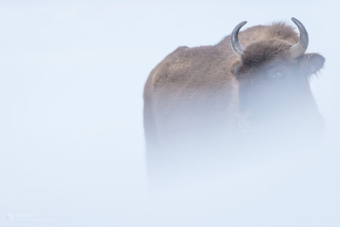 The Rhodope Mountains rewilding area welcomed two young European bison in October. 