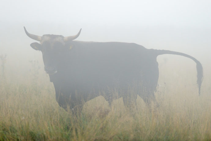 Bull of second generation crossbreeds at the Tauros breeding site in the Netherlands.