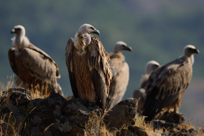Griffon vultures in the Rhodope mountains.